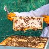 Pure-Raw-Natural-Local-Honeycomb-2-Whole-Honey-Frame-Bees-Beekeeper-Suit-Hive-Colony-Apiary Whole Honeycomb Frame
