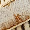 Pure-Raw-Natural-Local-Honeycomb-3-Whole-Honey-Frame-Golden-Cappings Whole Honeycomb Frame